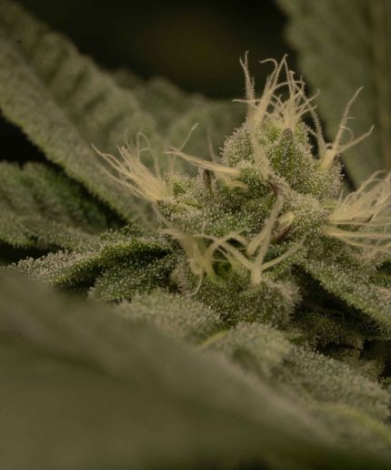 Alien O.G. Купить