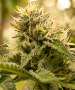Amnesia Haze Auto