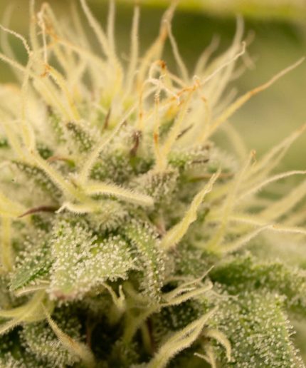 Amnesia Haze Купить