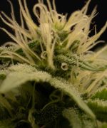 American Tornado Купить