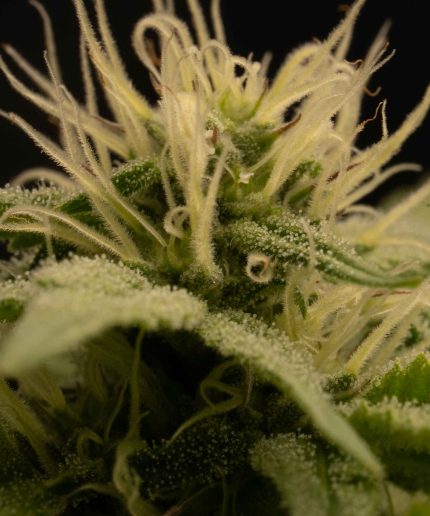 American Tornado Купить