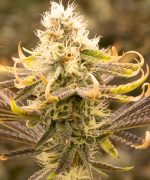 American Psycho Купить