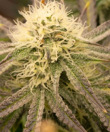 Blueberry от Dutch Passion