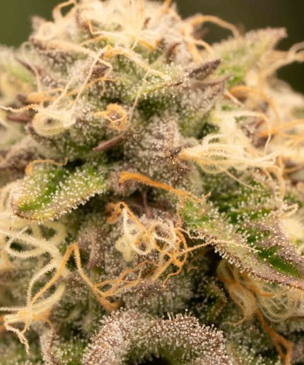 Blue Cheese Auto Купить