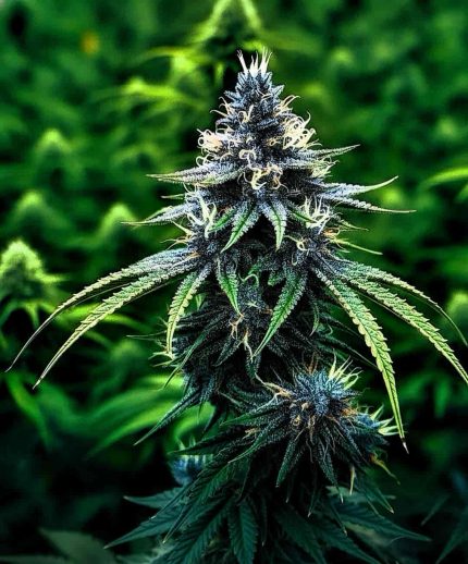 Blue Cheese Auto от California