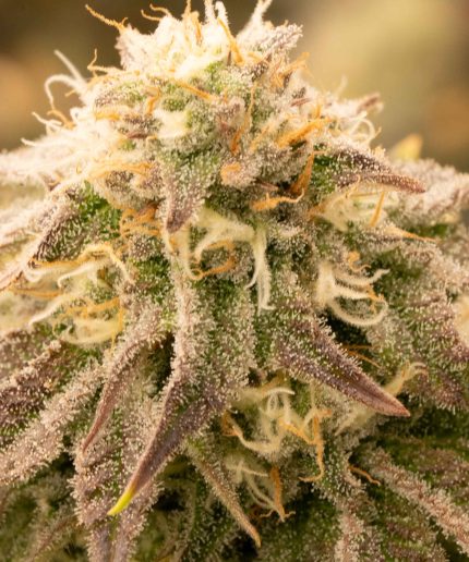 Blue Gelato