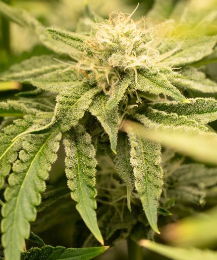 Bubble Kush