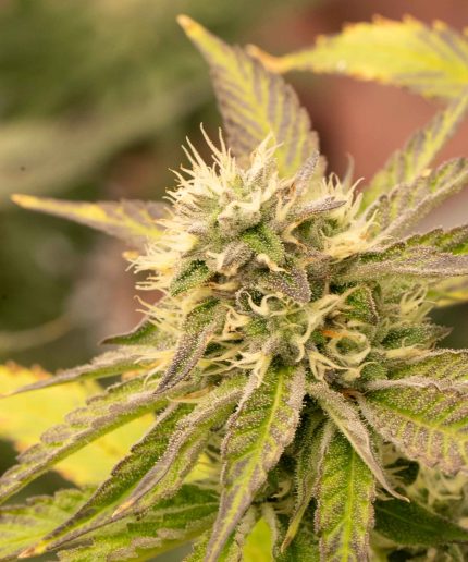 Sweet Bourbon Auto Kush от Dutch Passion