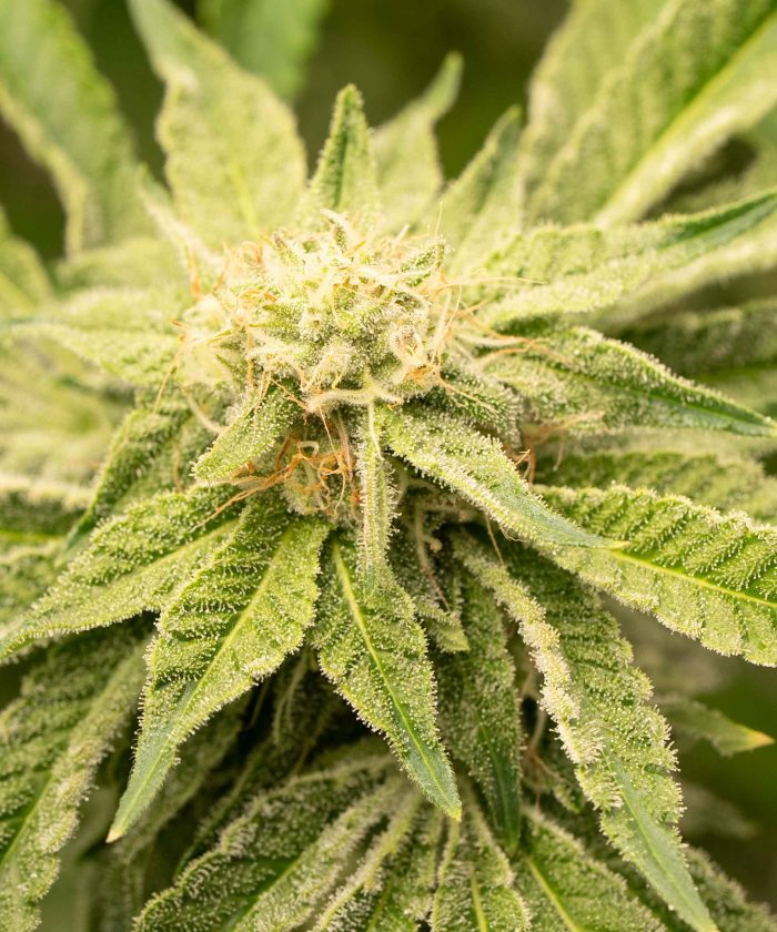 Bubble Kush Купить
