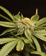 Cherry Pie Auto