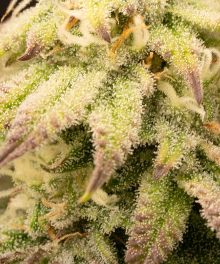 Cherry Pie Купить