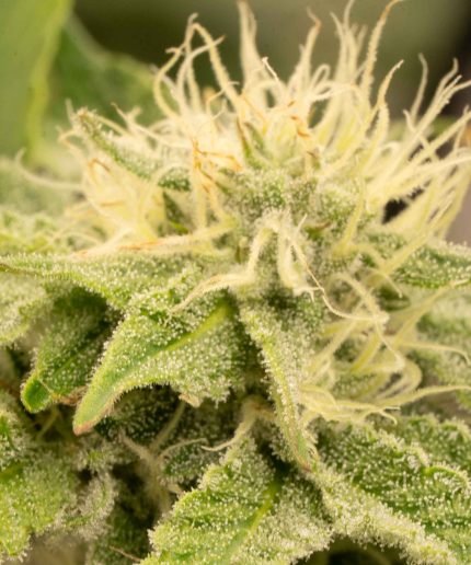 Auto Skywalker Haze от Dutch Passion