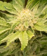 Cookies Gelato Купить