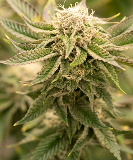 Critical Kush