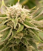 Critical Kush Купить