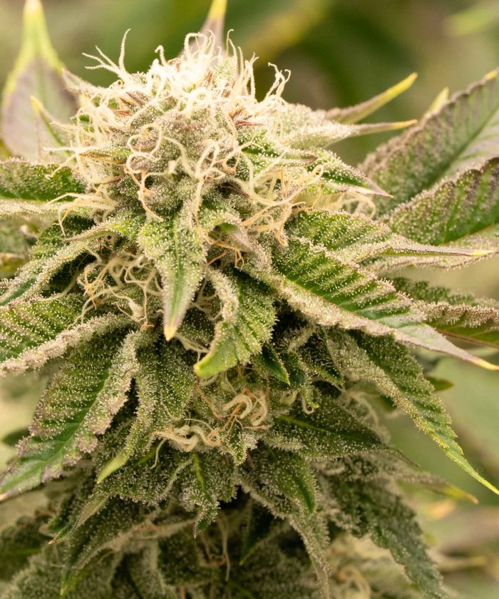Critical Kush Купить