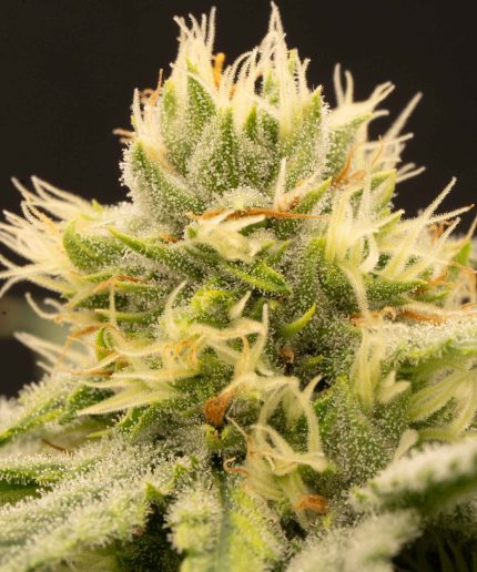 Critical Купить