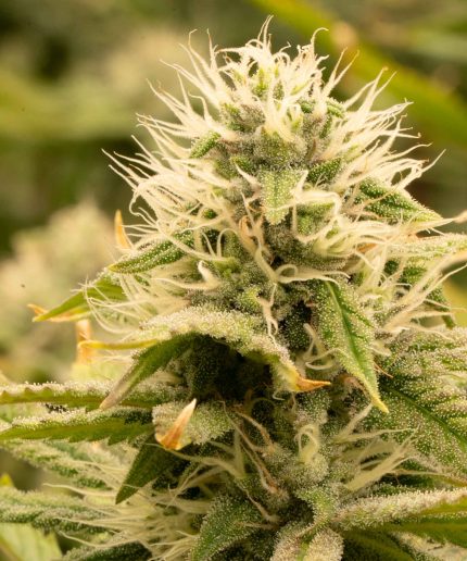 Diesel Auto