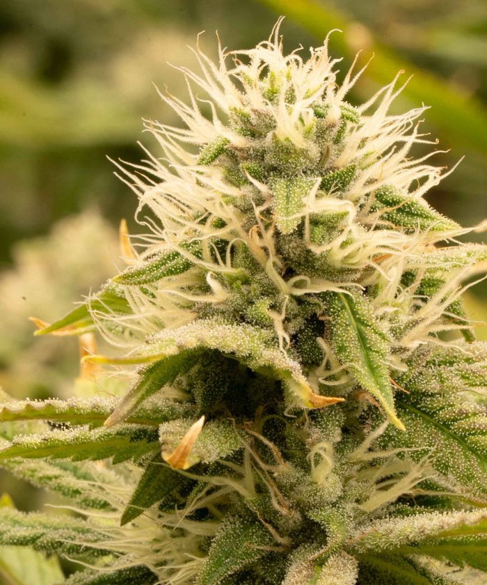 Diesel Auto