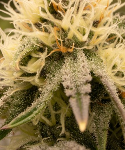 Lemon Haze Auto