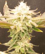 Epsilon F1 Купить