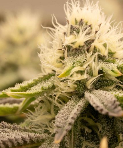 Gorilla Glue #4