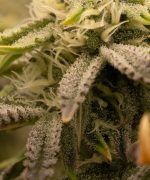 Gelato 44 Купить