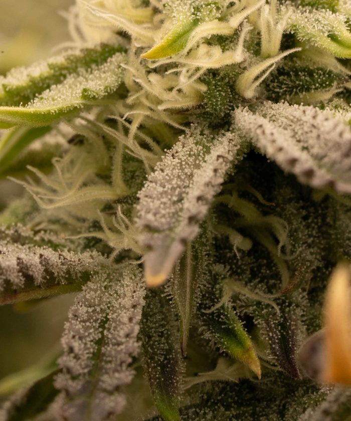 Gelato 44 Купить