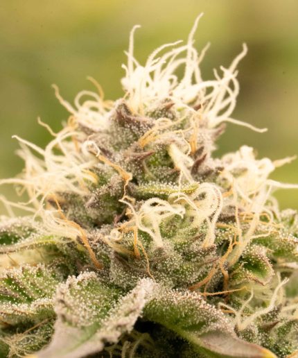 GOAT'lato Auto Купить