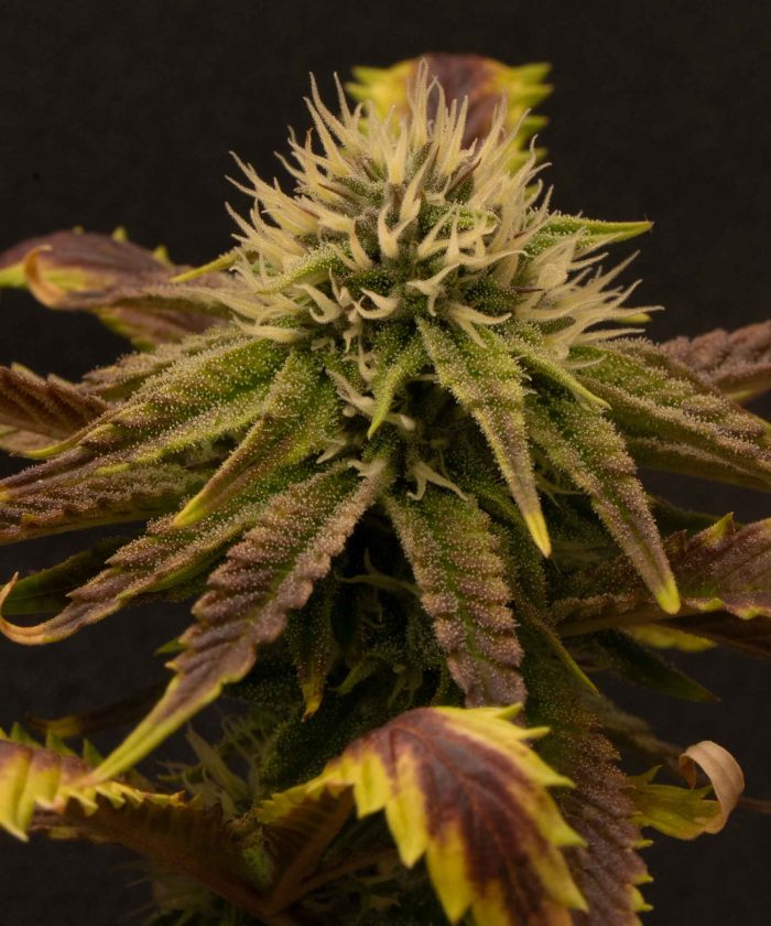 Granddaddy Purple