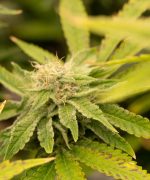 Granddaddy Purple Auto Купить