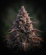 Granddaddy Purple Auto