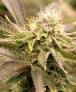 Grape Ape