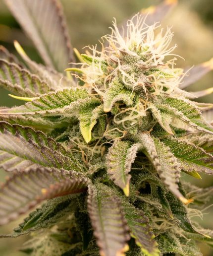 Grape Ape