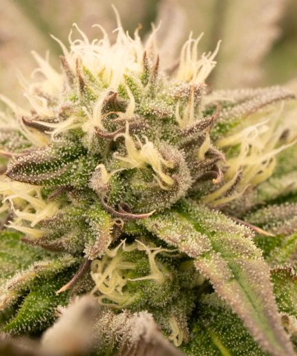 Grape Ape Auto Купить