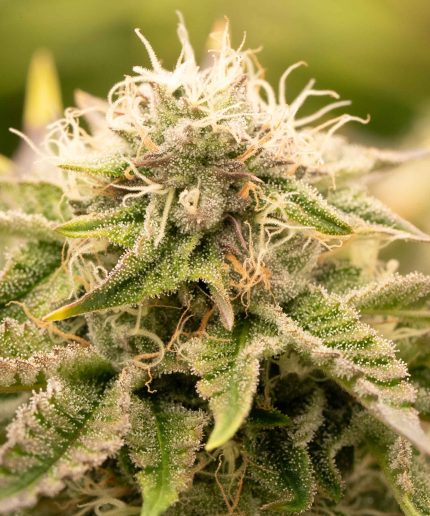 Grape Ape Купить