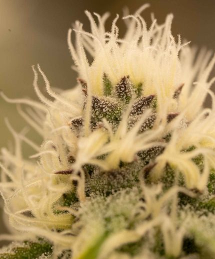 Crystal White Auto