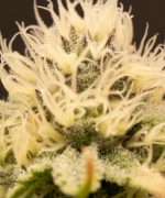 Green Crack Punch Купить