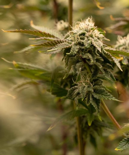 Dark Phoenix Auto от California