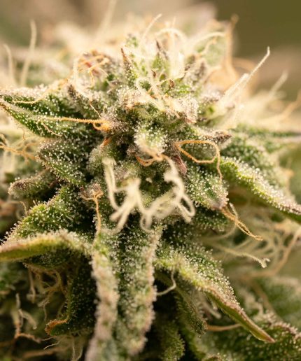 Green Gelato Auto Купить