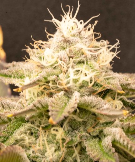 Ice Cool Auto от California