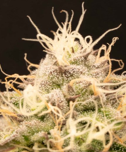 Haze Berry Auto Купить