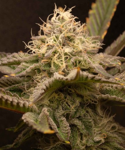 OG Kush Auto