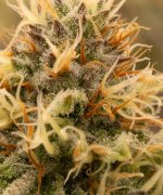 Lemon Shining Silver Haze Купить