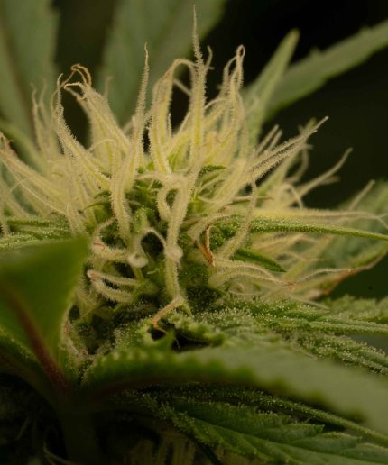 Lemon Skunk Купить