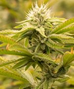 American Psycho Auto