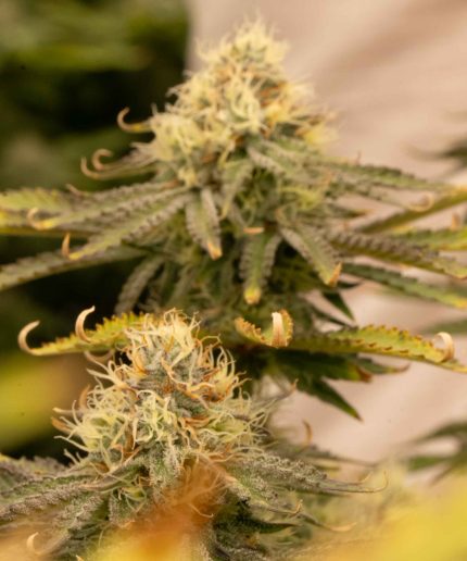Auto Colorado Cookies