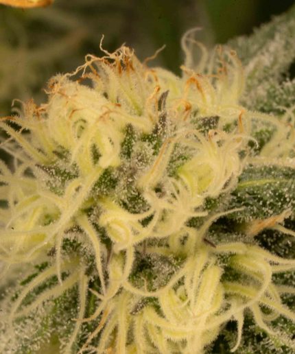 Mimosa Auto Купить