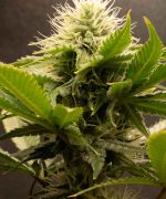 Gangsta Skunk Bomb Auto