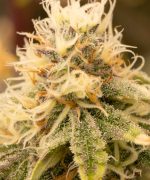 Northern Light Купить